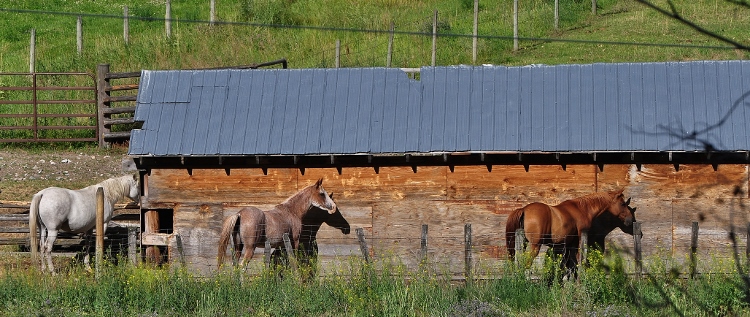 horses and barn